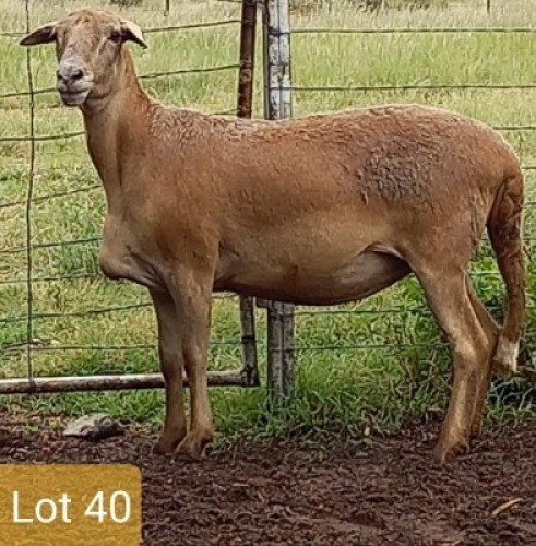 1X MEATMASTER OOI/EWE PIENAARSPAN MEATMASTERS
