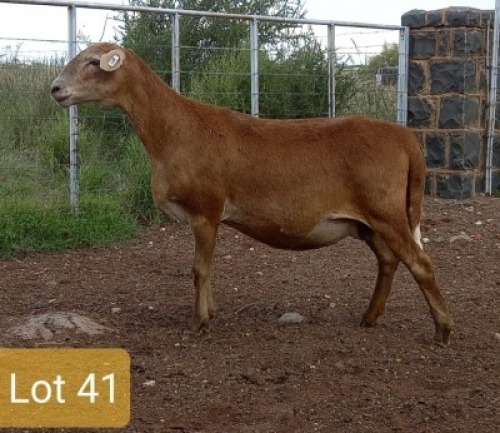 1X MEATMASTER OOI/EWE PIENAARSPAN MEATMASTERS