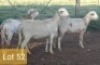 3X MEATMASTER OOI/EWE PIENAARSPAN MEATMASTERS (PER STUK OM LOT TE NEEM/PER PIECE TO TAKE LOT)