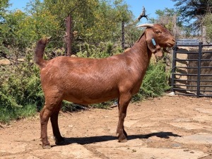 LOT 131 1X OOI/EWE Jac en Rina Jordaan Kalahari Reds STUD