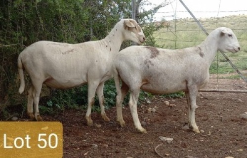 2X MEATMASTER OOI/EWE PIENAARSPAN MEATMASTERS (PER STUK OM LOT TE NEEM/PER PIECE TO TAKE LOT)