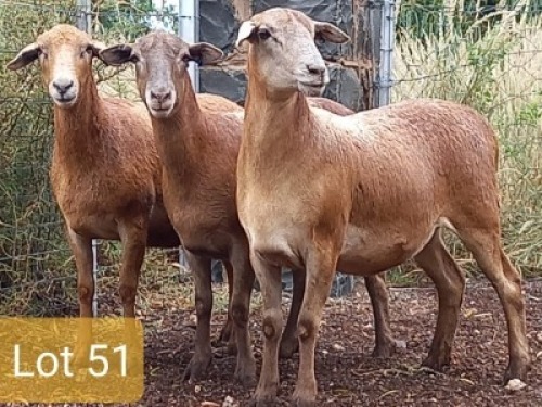 4X MEATMASTER OOI/EWE PIENAARSPAN MEATMASTERS (PER STUK OM LOT TE NEEM/PER PIECE TO TAKE LOT)