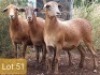 4X MEATMASTER OOI/EWE PIENAARSPAN MEATMASTERS (PER STUK OM LOT TE NEEM/PER PIECE TO TAKE LOT)