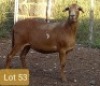 1X MEATMASTER OOI/EWE G4