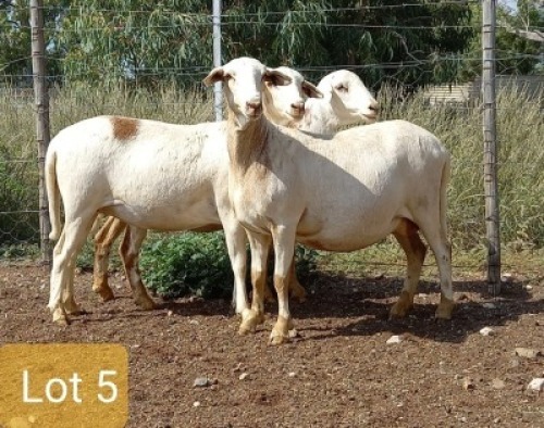 3X MEATMASTER OOI/EWE PIENAARSPAN MEATMASTERS (PER STUK OM LOT TE NEEM/PER PIECE TO TAKE LOT)