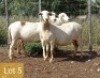 3X MEATMASTER OOI/EWE PIENAARSPAN MEATMASTERS (PER STUK OM LOT TE NEEM/PER PIECE TO TAKE LOT)
