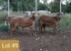 4X MEATMASTER OOI/EWE PIENAARSPAN MEATMASTERS (PER STUK OM LOT TE NEEM/PER PIECE TO TAKE LOT)
