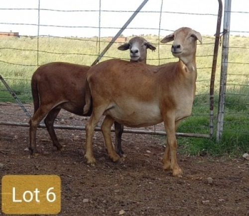 2X MEATMASTER OOI/EWE PIENAARSPAN MEATMASTERS (PER STUK OM LOT TE NEEM/PER PIECE TO TAKE LOT)