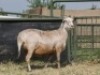 2X MEATMASTER OOI/EWE G 4 MEATMASTERS (PER STUK OM LOT TE NEEM/PER PIECE TO TAKE LOT) - 2