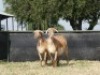 2X MEATMASTER OOI/EWE G 4 MEATMASTERS (PER STUK OM LOT TE NEEM/PER PIECE TO TAKE LOT)