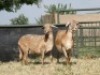 2X MEATMASTER OOI/EWE G 4 MEATMASTERS (PER STUK OM LOT TE NEEM/PER PIECE TO TAKE LOT) - 2