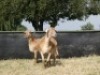 2X MEATMASTER OOI/EWE G 4 MEATMASTERS (PER STUK OM LOT TE NEEM/PER PIECE TO TAKE LOT) - 3