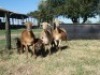 3+3X MEATMASTER OOI/EWE G 4 MEATMASTERS (PER STUK OM LOT TE NEEM/PER PIECE TO TAKE LOT) - 2
