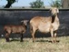 3+3X MEATMASTER OOI/EWE G 4 MEATMASTERS (PER STUK OM LOT TE NEEM/PER PIECE TO TAKE LOT) - 3