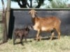 3+3X MEATMASTER OOI/EWE G 4 MEATMASTERS (PER STUK OM LOT TE NEEM/PER PIECE TO TAKE LOT) - 4