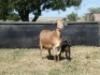 3+3X MEATMASTER OOI/EWE G 4 MEATMASTERS (PER STUK OM LOT TE NEEM/PER PIECE TO TAKE LOT) - 5