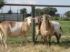 2X MEATMASTER OOI/EWE G 4 MEATMASTERS (PER STUK OM LOT TE NEEM/PER PIECE TO TAKE LOT)