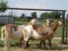 2X MEATMASTER OOI/EWE G 4 MEATMASTERS (PER STUK OM LOT TE NEEM/PER PIECE TO TAKE LOT) - 2