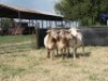 2X MEATMASTER OOI/EWE G 4 MEATMASTERS (PER STUK OM LOT TE NEEM/PER PIECE TO TAKE LOT) - 3