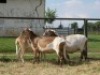 2X MEATMASTER OOI/EWE G 4 MEATMASTERS (PER STUK OM LOT TE NEEM/PER PIECE TO TAKE LOT) - 4