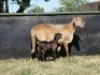 2+2X MEATMASTER OOI/EWE G 4 MEATMASTERS (PER STUK OM LOT TE NEEM/PER PIECE TO TAKE LOT) - 2
