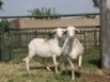 2X MEATMASTER OOI/EWE G 4 MEATMASTERS (PER STUK OM LOT TE NEEM/PER PIECE TO TAKE LOT) - 2