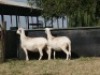2X MEATMASTER OOI/EWE G 4 MEATMASTERS (PER STUK OM LOT TE NEEM/PER PIECE TO TAKE LOT) - 3