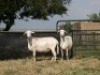 2X MEATMASTER OOI/EWE G 4 MEATMASTERS (PER STUK OM LOT TE NEEM/PER PIECE TO TAKE LOT) - 4
