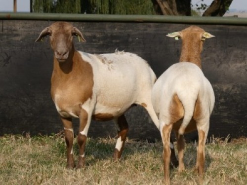 2X MEATMASTER OOI/EWE G 4 MEATMASTERS (PER STUK OM LOT TE NEEM/PER PIECE TO TAKE LOT)