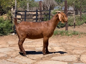 LOT 132 1X OOI/EWE Jac en Rina Jordaan Kalahari Reds KUDDE