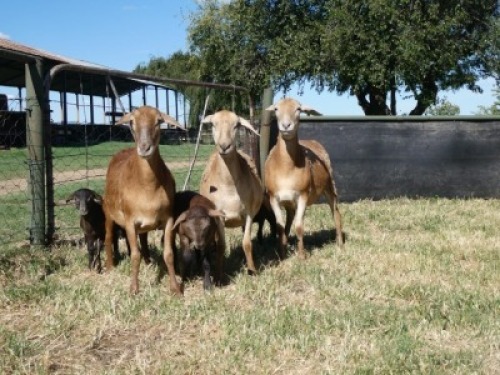3+3X MEATMASTER OOI/EWE G 4 MEATMASTERS (PER STUK OM LOT TE NEEM/PER PIECE TO TAKE LOT)