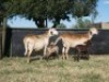 2+2X MEATMASTER OOI/EWE G 4 MEATMASTERS (PER STUK OM LOT TE NEEM/PER PIECE TO TAKE LOT)