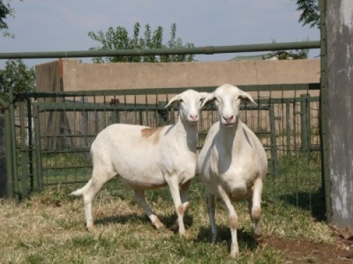 2X MEATMASTER OOI/EWE G 4 MEATMASTERS (PER STUK OM LOT TE NEEM/PER PIECE TO TAKE LOT)