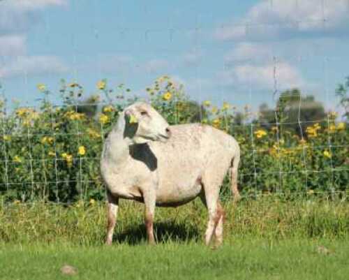 1X MEATMASTER OOI/EWE DOUBLE BAR 7 MEATMASTERS