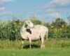 1X MEATMASTER OOI/EWE DOUBLE BAR 7 MEATMASTERS