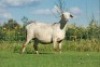 1X MEATMASTER OOI/EWE DOUBLE BAR 7 MEATMASTERS - 2
