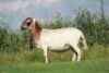1X MEATMASTER OOI/EWE DOUBLE BAR 7 MEATMASTERS - 3
