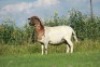 1X MEATMASTER OOI/EWE DOUBLE BAR 7 MEATMASTERS - 4