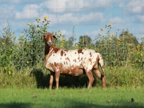 1X MEATMASTER OOI/EWE DOUBLE BAR 7 MEATMASTERS