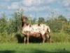 1X MEATMASTER OOI/EWE DOUBLE BAR 7 MEATMASTERS