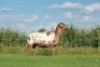 1X MEATMASTER OOI/EWE DOUBLE BAR 7 MEATMASTERS - 2