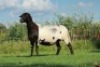 1X MEATMASTER OOI/EWE DOUBLE BAR 7 MEATMASTERS