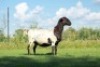 1X MEATMASTER OOI/EWE DOUBLE BAR 7 MEATMASTERS - 2