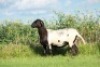 1X MEATMASTER OOI/EWE DOUBLE BAR 7 MEATMASTERS - 3
