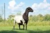 1X MEATMASTER OOI/EWE DOUBLE BAR 7 MEATMASTERS - 4