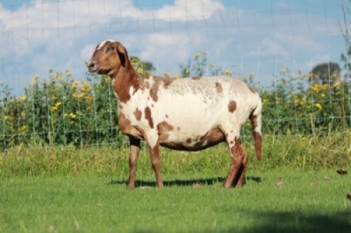 1X MEATMASTER OOI/EWE DOUBLE BAR 7 MEATMASTERS
