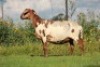 1X MEATMASTER OOI/EWE DOUBLE BAR 7 MEATMASTERS - 2