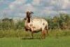 1X MEATMASTER OOI/EWE DOUBLE BAR 7 MEATMASTERS - 3