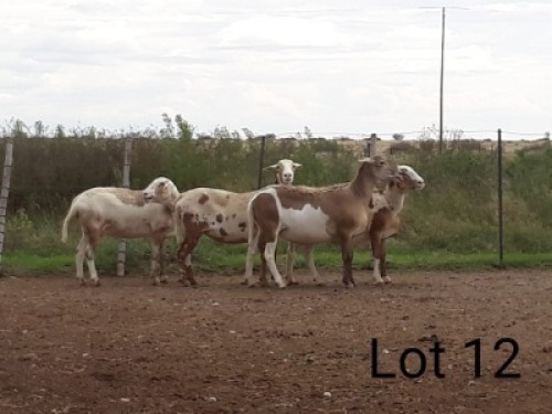 4+1X MEATMASTER OOI/EWE VILLERIA MEATMASTERS (PER STUK OM LOT TE NEEM/PER PIECE TO TAKE LOT)