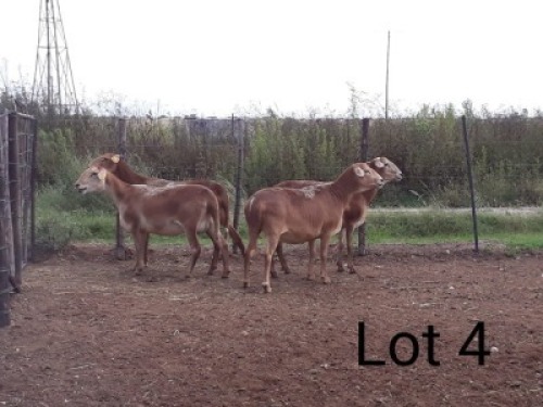3+1X MEATMASTER OOI/EWE VILLERIA MEATMASTERS (PER STUK OM LOT TE NEEM/PER PIECE TO TAKE LOT)